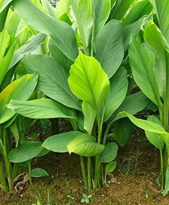 Corofitam Turmeric Plant
