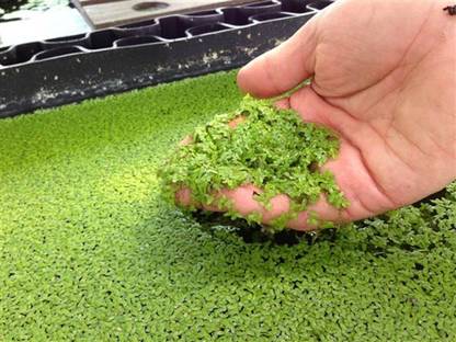 the green dotcom Jinjwa Grass
