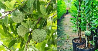 NEW DEBNATHNURSERY Amaltas Plant