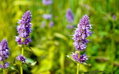 Global Mart Plant Liquorice Plant