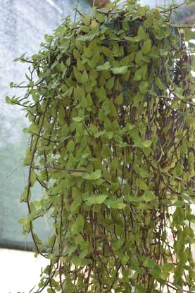 Kapebonavista Turtle Vine Plant
