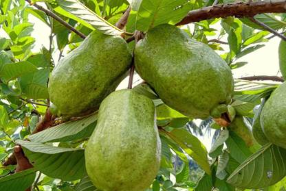 R Star Garden Guava Plant