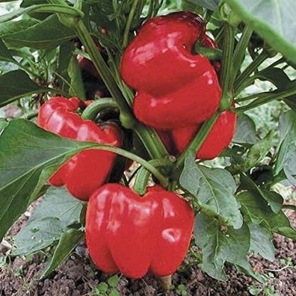 Cloud Farm Capsicum