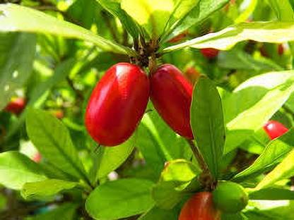 kpl miracle plant Miracle Fruit