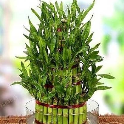 GLORIOSASITE Lucky Bamboo Plant