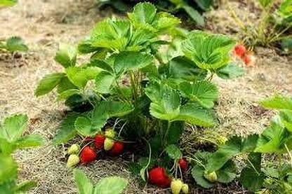Cloud Farm Strawberry Plant