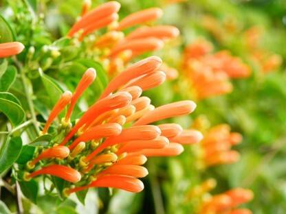 HIGH TECH FARM Bougainvillea Plant