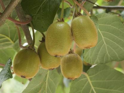 M-Technologies RARE PINK kiwi fruit! 'Pink Lady' vine seeds. SELF-FERTILE! in Seeds 25 Seed