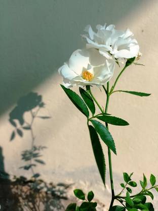 W B White Button rosa Plant Rose Plant