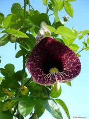 HIGH TECH FARM Duck Flower Plant