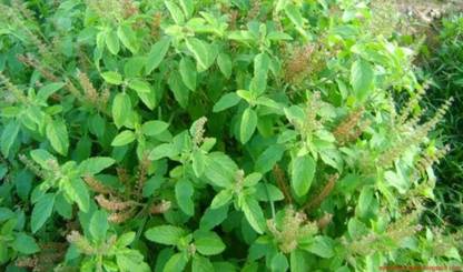 DEBNATHNURSERY Tulsi Plant