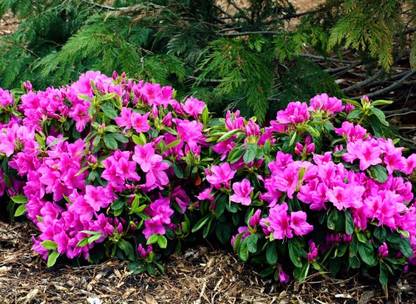 Cloud Farm Azalea plant