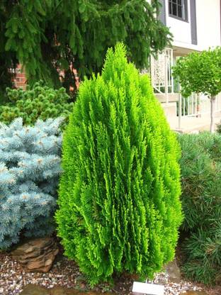 the green dotcom Oriental Thuja Plant