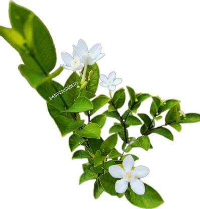 Plantica Jasmine Plant