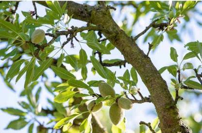 My Dream Nursery Almondette Plant