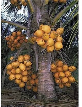 Grafted Malayan Yellow Dwarf Coconut Plant