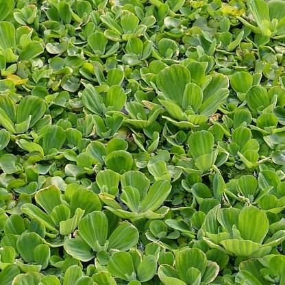 ABEFARIYA Water Cabbage Plant