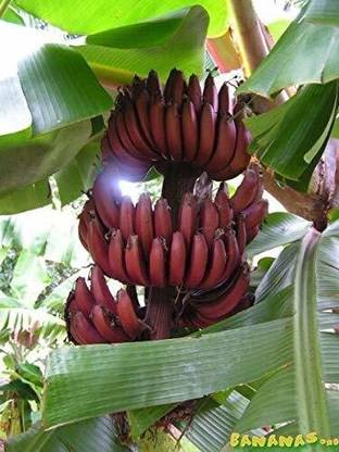 Green tree nursery kashmiri Banana Plant