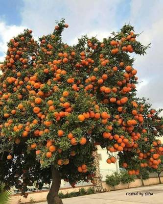 PLaNeTree Orange Plant