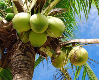 agipskard Coconut Plant