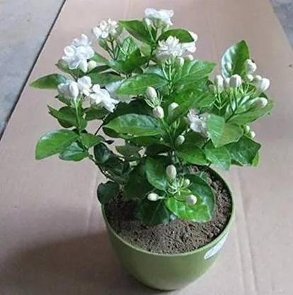 VANASPATI UDYAN Jasmine Plant