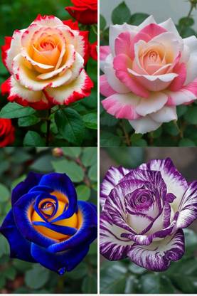 MAQINPLANTHOUSE Rose Plant