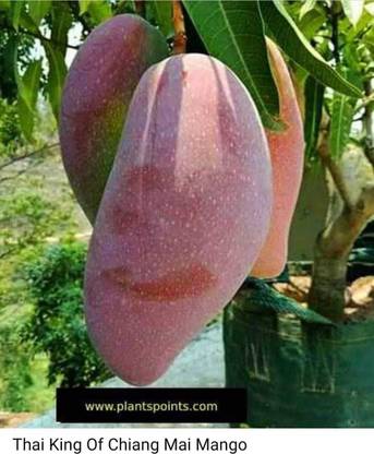 claud Mango Plant