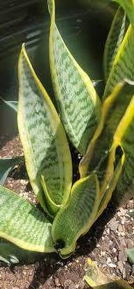 MAQINPLANTHOUSE Snake Plant