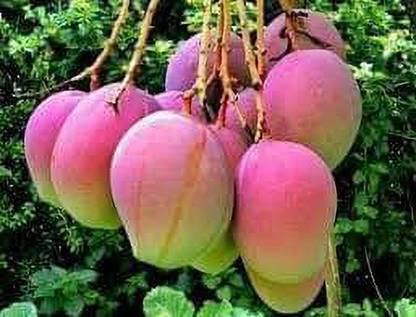maango Mango Plant