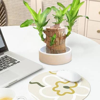 coollest lucky brazilian wood BAMBOO PLANT WITH CLEAR GLASS POT Seed