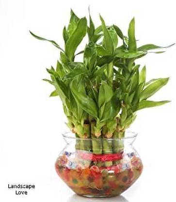Landscape Love Two Layer Bamboo Plant