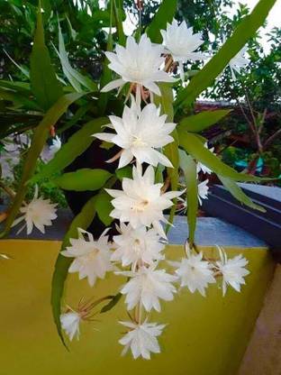 Cloud Farm Brahma Kamal Plant