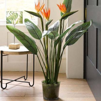 Plant Paradise Bird of Paradise Plant