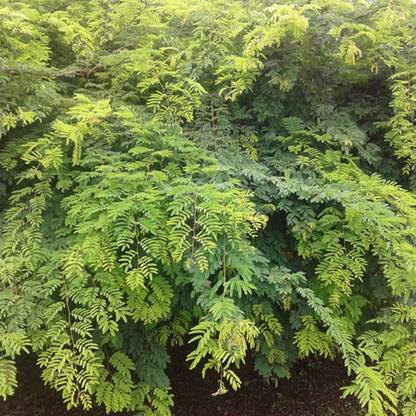 Hug A Plant Divi-Divi Plant