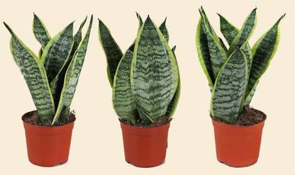 PVB Snake Plant