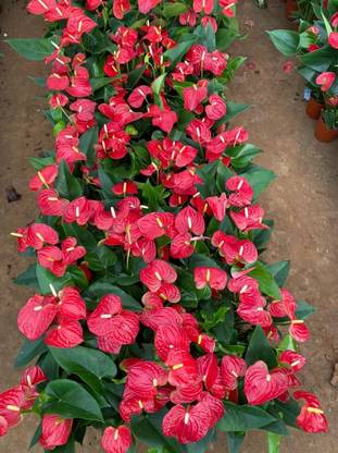 Corofitam Anthurium Plant