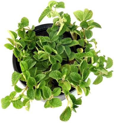 India Gardening Mint Plant
