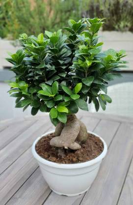 Greenery Nursery Ficus Bonsai