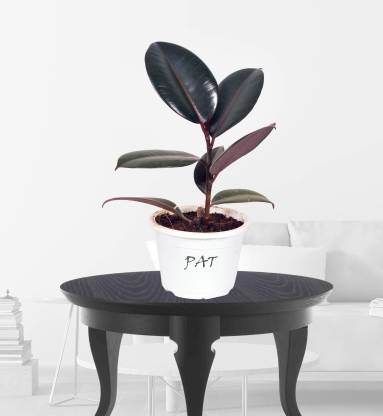 PAT Rubber Tree