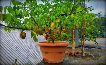 Cloud Farm Star Fruit Carambola Grafted Plant