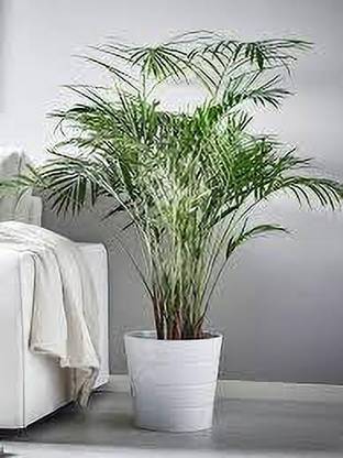 greenplanthub Areca Palm