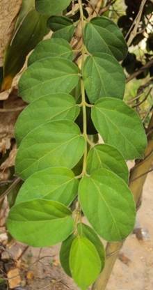 ABEFARIYA Gurmar Plant