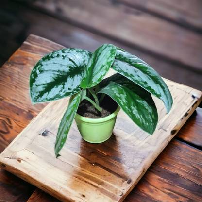 Nature House Money Plant