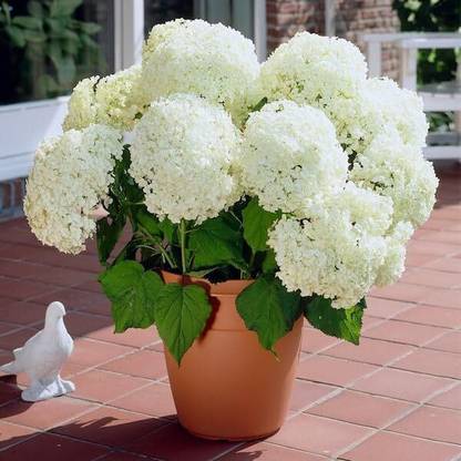 Cloud Farm Hydrangea Plant