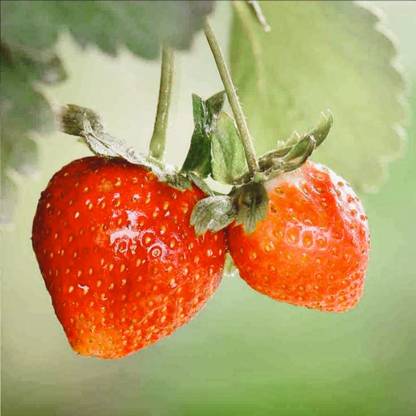 HYBRID Strawberry Plant