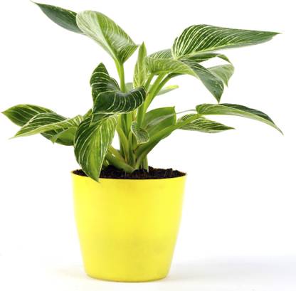 HILL FERN N FLORA Philodendron Birkin Plant