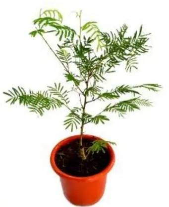 Ukanda Amla Plant