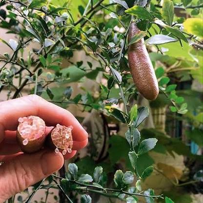 Exotic Plant Hub Finger Lemon Plant