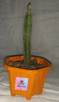 GREEN ISLAND Dragon Tree