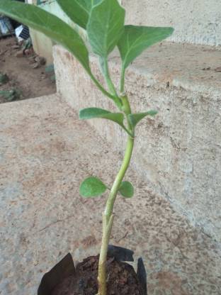 Grafted vegitables Brinjal